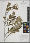 Foto von Salix atrocinerea Brot. x Salix salviifolia Brot.